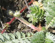 Die Knospen haben fünf Kelchblätter, wie bei Rosaceen üblich. (Bild: W. Wohlers, JKI)