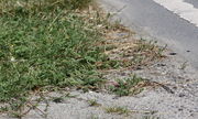 Am häufigsten findet man das Gänse-Fingerkraut am Straßenrand. (Bild: W. Wohlers, JKI)