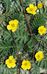 Potentilla anserina 2-80-19-4-3.jpg