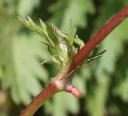 An den sich bewurzelnden Knoten entstehen zuerst Nebenblätter und Wurzeln. (Bild: W. Wohlers, JKI)