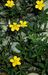 Potentilla reptans 2-80-19-54-2.jpg