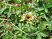 Potentilla reptans fruchtend.JPG