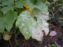 Powdery mildew.JPG