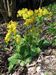 Primula-veris-veris Schoenfelder BIB.jpg