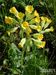 Primula-veris Biel-1 BIB.jpg