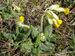 Primula-veris Biel-3 BIB.jpg