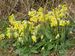 Primula-veris Biel-4 BIB.jpg