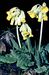 Primula veris ssp. veris 3-135-1-3a-1.jpg