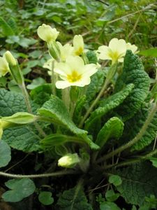 Stängellose Schlüsselblume