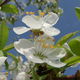 Flowers of Sour Cherry. Photograph by Bogdan Janus, CC-by-sa 3.0