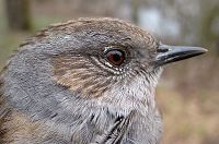 Portrait of Hedge Accentor or Dunnock (Prunella modularis)