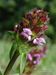 Prunella-vulgaris Biel-1 BIB.jpg