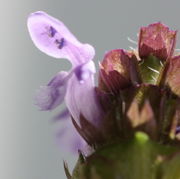 Die Blüten sind bis zu 15 mm lang. (Bild: W. Wohlers, JKI)