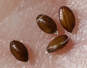 Die Samen sind 1,5 mm groß und glänzen. Jeweils vier Samen pro Samenstand. (Bild: W. Wohlers, JKI)