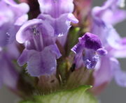 Die Blüten sind blau-violett, die Oberlippe ist anfangs dunkler gefärbt. (Bild: W. Wohlers, JKI)