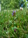 Prunella vulgaris JuliaKruse.jpg