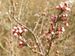 Prunus-spinosa Biel-5 BIB.jpg