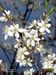 Prunus-spinosa Schoenfelder-1 BIB.jpg