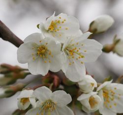 Blüten – Alice Kracht, CC BY-SA 4.0