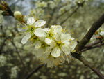 Blüten der Schlehe