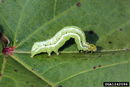 Pseudoplusia includens larva.jpg