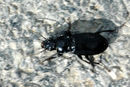 Pterostichus.melanarius.jpg