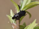 Pterostichus melanarius 1.JPG