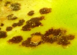 17. Puccinia allii telia on the onion (Image by G. Pestsov).