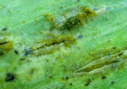 4. Puccinia allii urediniospores are breaking the epidermis (Image by G. Pestsov).