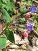 Pulmonaria-obscura Ahlmer-2 BIB.jpg