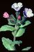 Pulmonaria officinalis 3-148-15-2-1.jpg