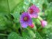 Pulmonaria officinalis bluete.jpeg