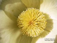 Pulsatilla vernalis var. bidgostiana Zapal.