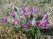 Pulsatilla-vulgaris Biel-18 BIB.jpg