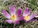 Pulsatilla-vulgaris Biel-21 BIB.jpg