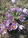 Pulsatilla-vulgaris Biel-23 BIB.jpg