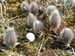 Pulsatilla-vulgaris Biel-26 BIB.jpg