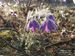 Pulsatilla-vulgaris Biel-29 BIB.jpg