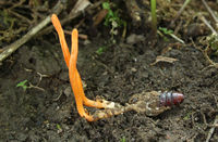 Puppen-Kernkeule Cordyceps militaris.jpg