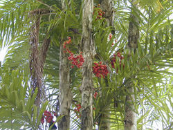 alt=Description de l'image Pupunha (Bactris gasipaes) 5.jpg.