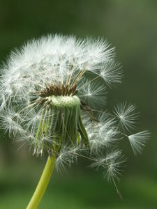 Fruchtstand ("Pusteblume")