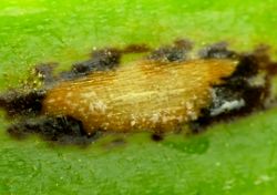 2. Pustule of Puccinia allii fungus (Image by G. Pestsov).