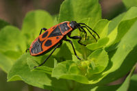 Pyrrhocoris-apterus 0084 S.jpg