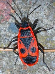 Gemeine Feuerwanze (Pyrrhocoris apterus) - André Karwath aka Aka
