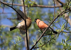 Männchen mit Jungtier - spacebirdy, CC BY-SA 3.0