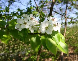 Blätter mit Blüten – Sten Porse, CC BY-SA 4.0