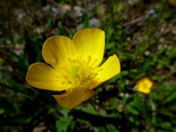 Scharfer Hahnenfuß: Blüte – Isidre blanc, CC BY-SA 3.0