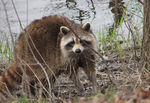 Waschbär:  D. Gordon E. Robertson, CC BY-SA 3.0