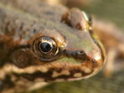 Kopf eines Jungtieres (Photo: Piet Spaans)