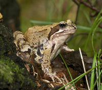 Schnauze stumpf, hellbraun, rötlich- bis hellbraun, häufig dunkle Flecken, Bauch gefleckt, deutlich kürzere Beine als Moorfrosch